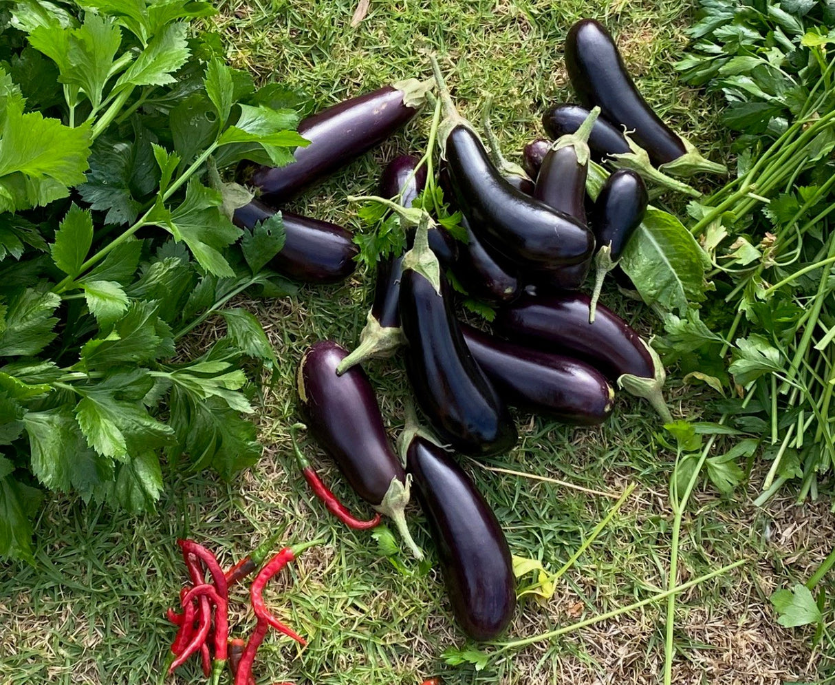 Little Sun Seeds Organic Eggplant
