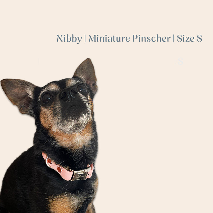 Vienna Collar Pink Small