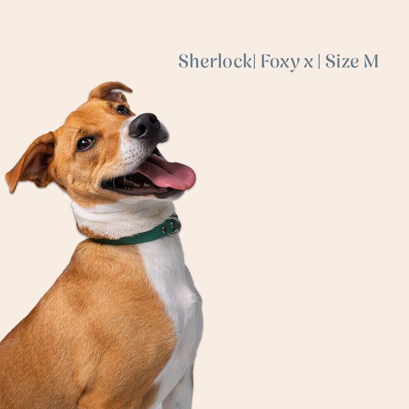 Vienna Collar Teal Medium