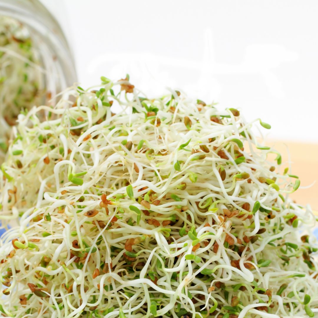 Alfalfa Sprouting Seeds