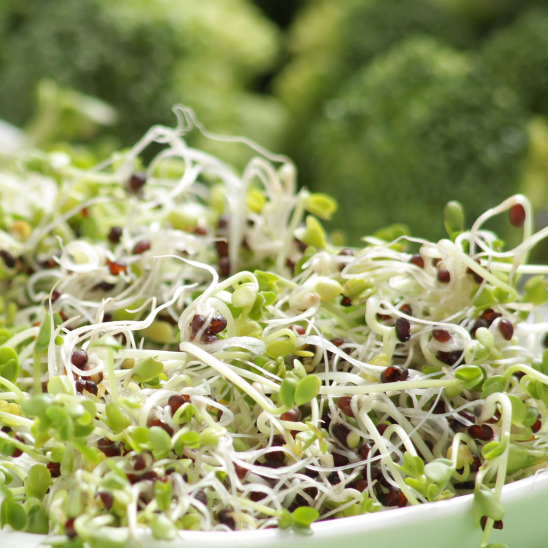Broccoli Sprouting Seeds