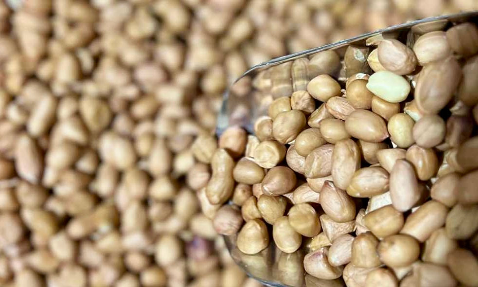 Raw Red Skin Peanuts