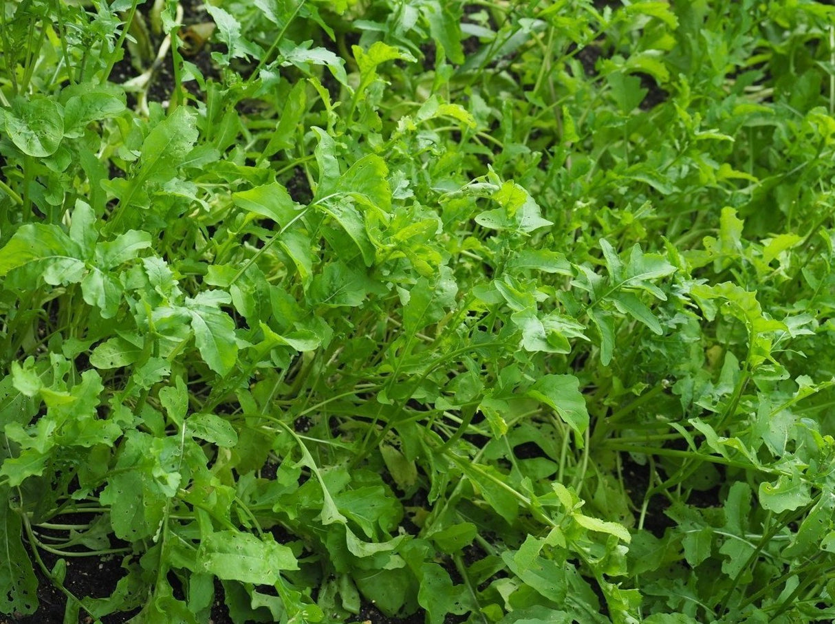 Little Sun Seeds Organic Rocket