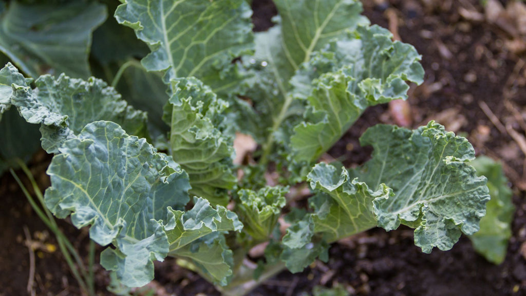Embrace the Winter Harvest: Best Vegetables to Plant in Aotearoa