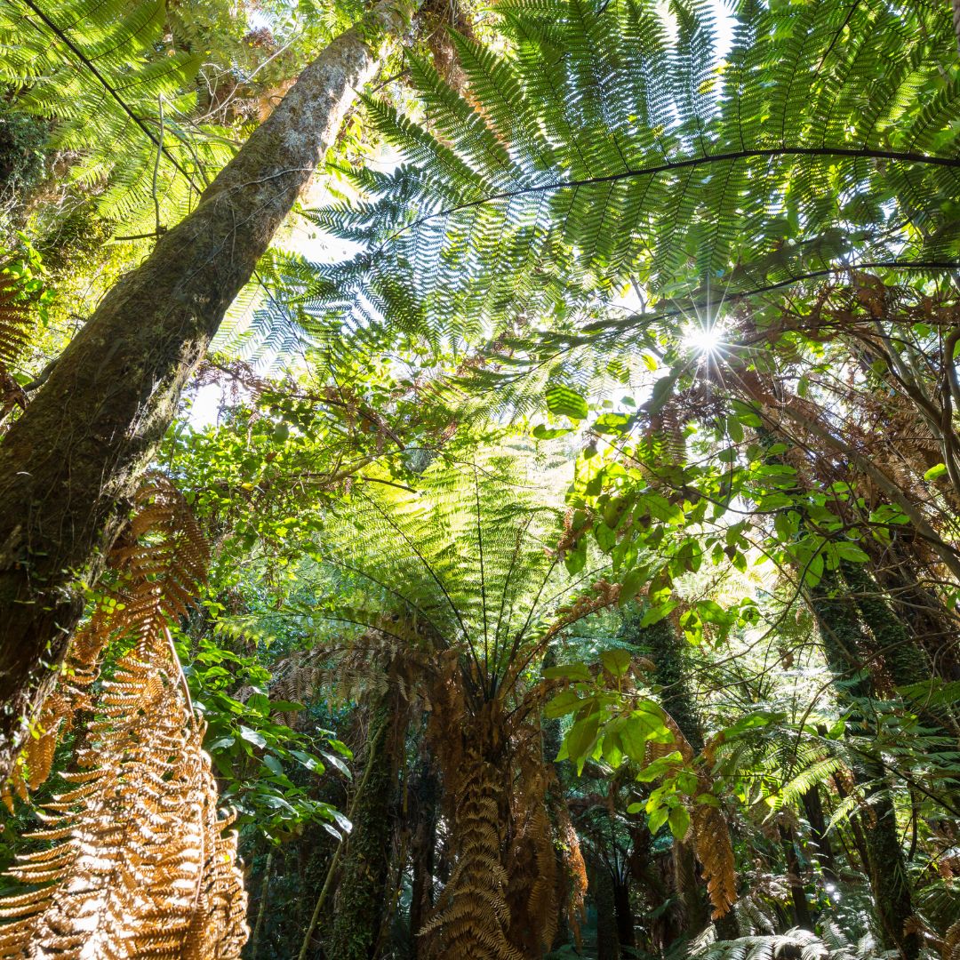 New Zealand bush highlighting the benefits of a Refillery