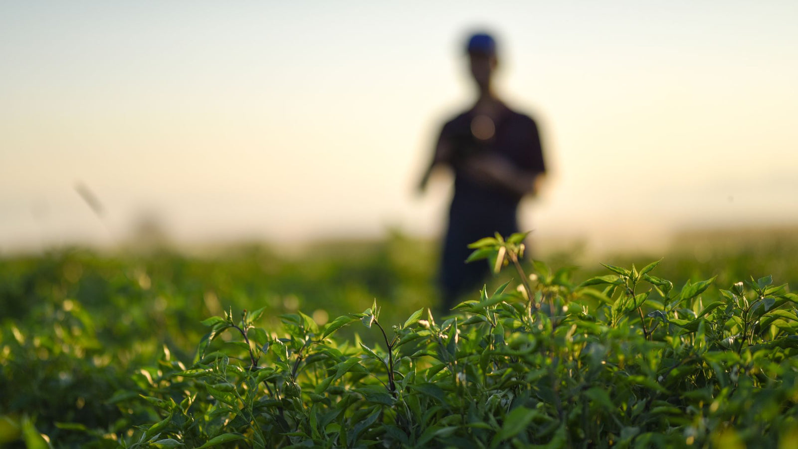 Why are Organics better?