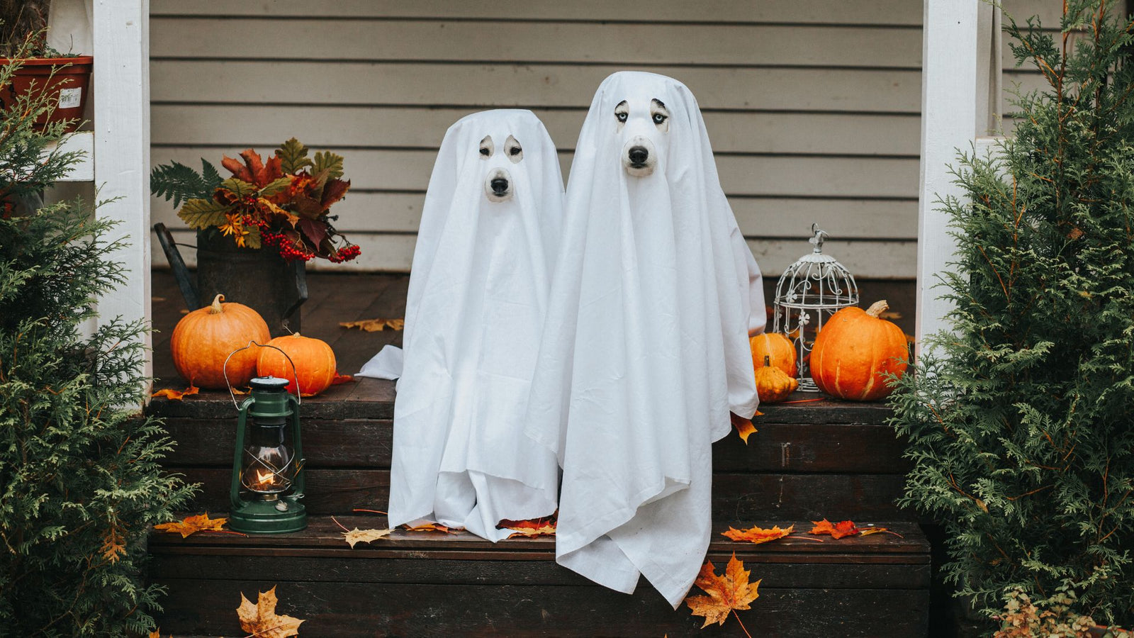 Have a Sustainable Halloween!