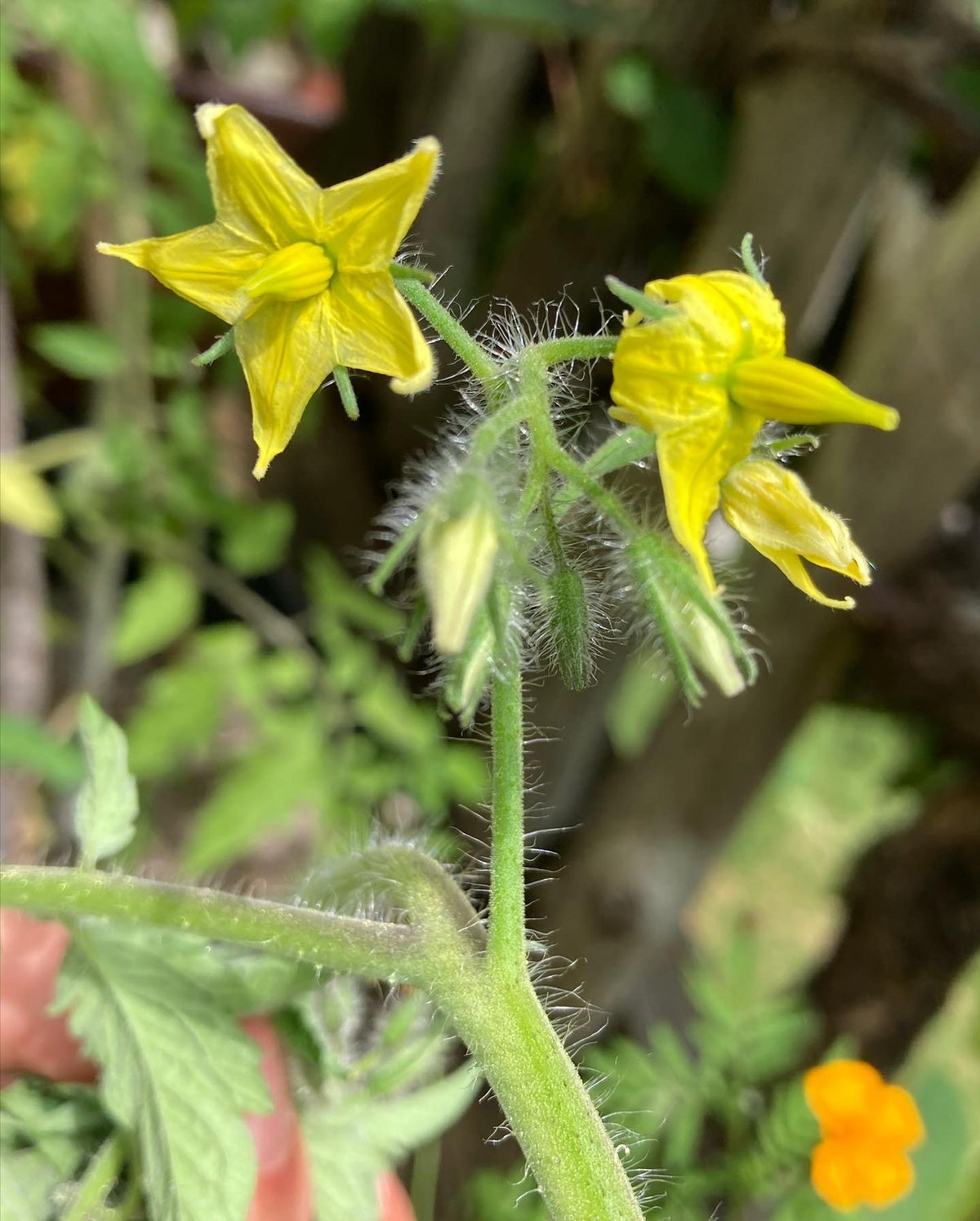 Little Sun Seeds Heirloom Tomato
