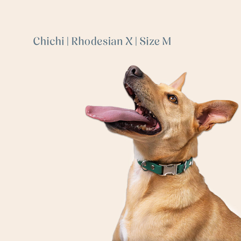 Vienna Collar Teal Medium