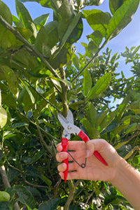 Branch Pruner Stainless Steel