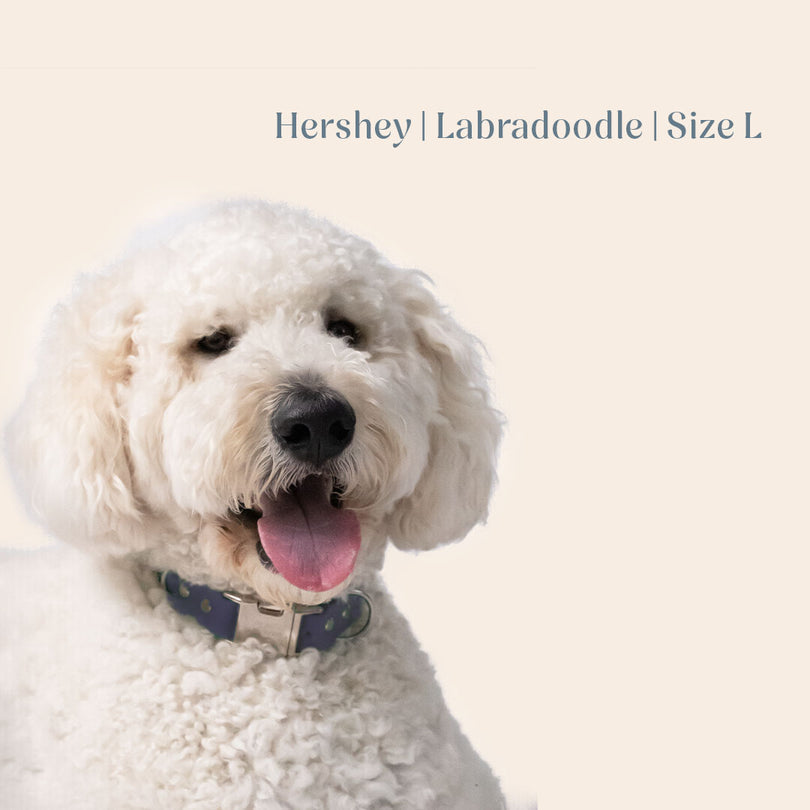 Vienna Collar Blue Large