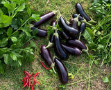 Little Sun Seeds Organic Eggplant
