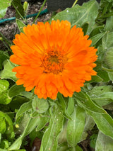Little Sun Seeds Waiheke Calendula