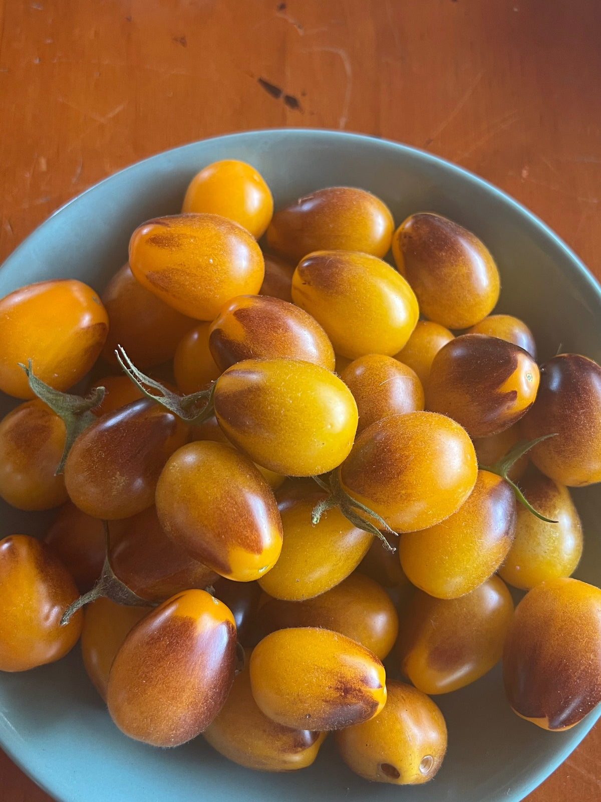 Little Sun Seeds Yellow Indigo Cherry Tomato