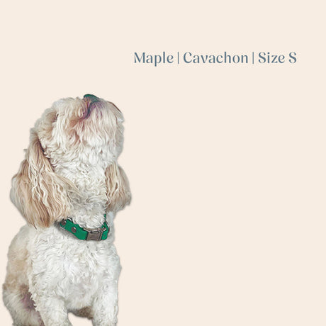 Vienna Collar Teal Small