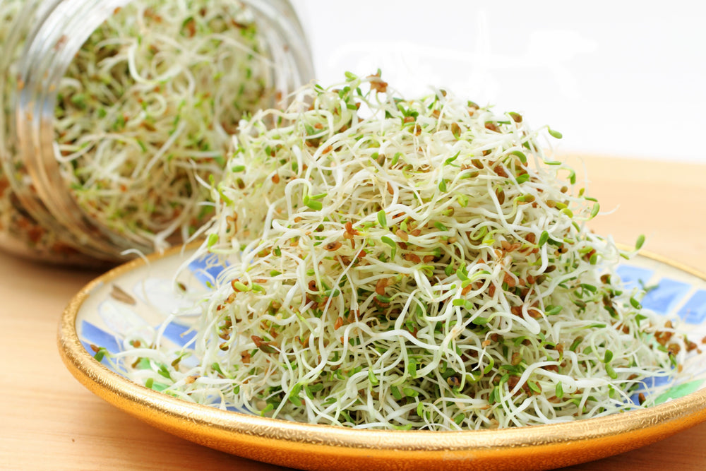 Sprouting Jar Lid (lid only)