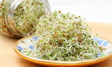 Sprouting Jar Lid (lid only)