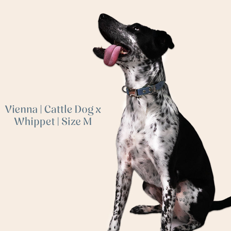 Vienna Collar Blue Medium