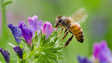 NZ Seed Bombs Bee Blend