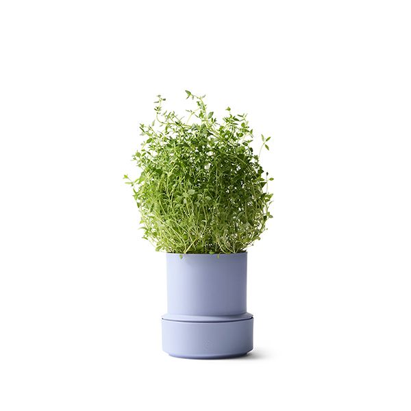 SELF WATERING POT-LAVENDER