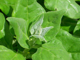 Little Sun Seeds NZ Spinach