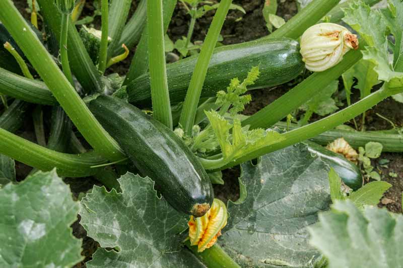 Little Sun Seeds Organic Zucchini