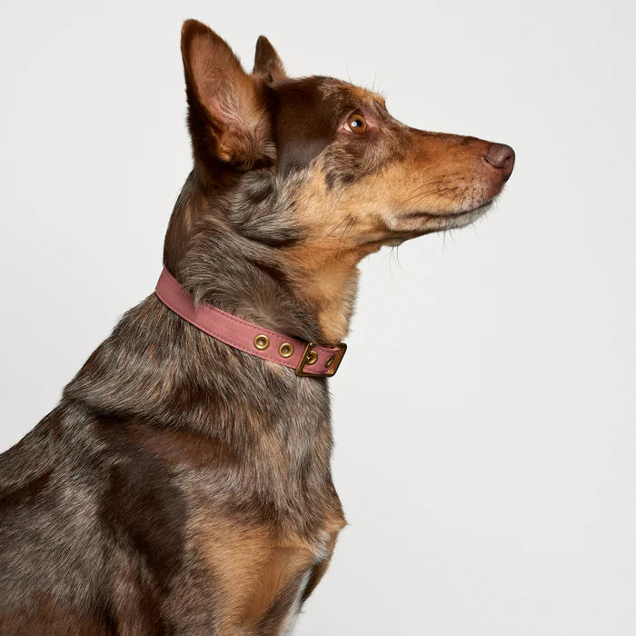 Animals in Charge Recycled Canvas Dog Collar Dusty Pink