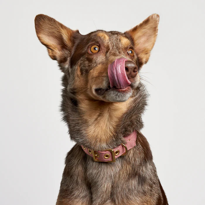 Animals in Charge Recycled Canvas Dog Collar Dusty Pink