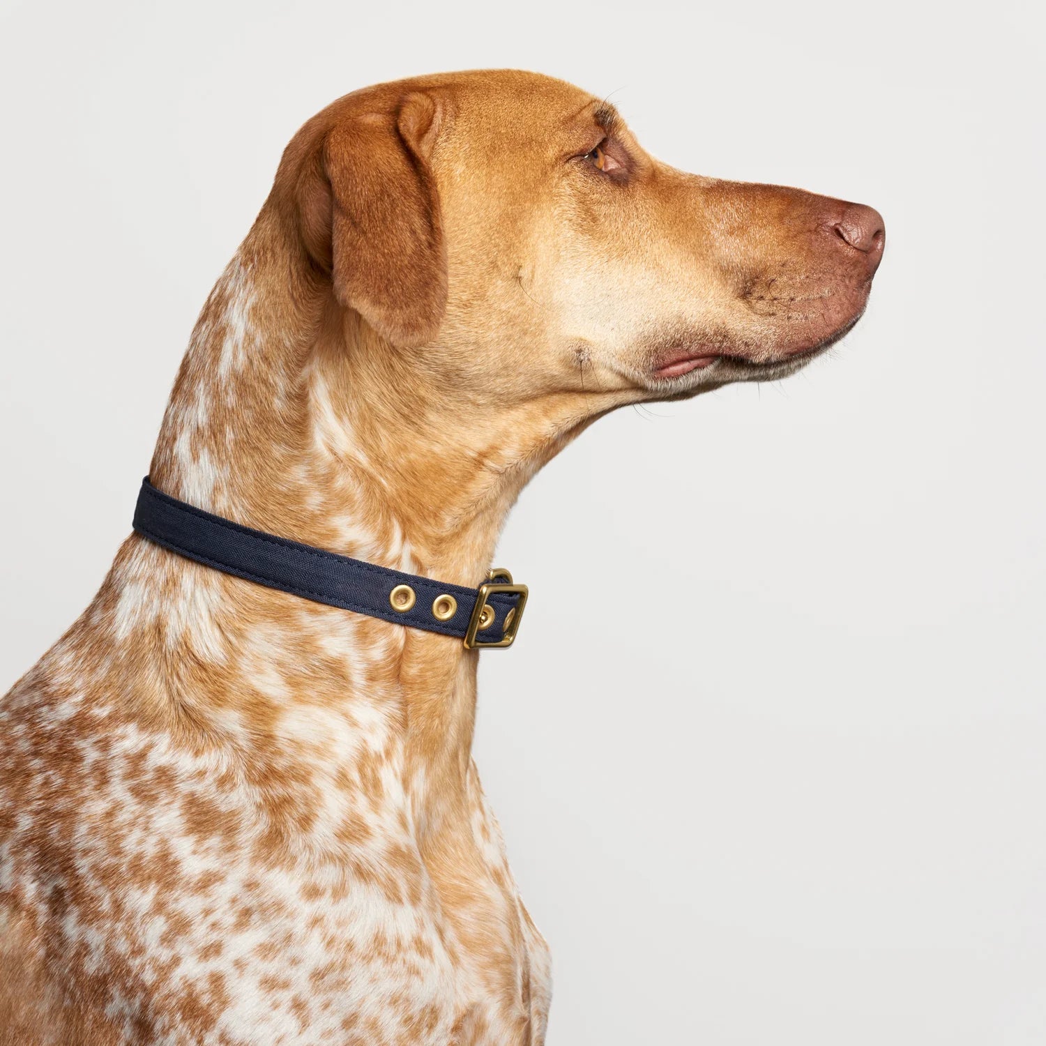 Recycled hot sale dog collars