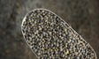 Organic Lentils, Green - Refill Nation